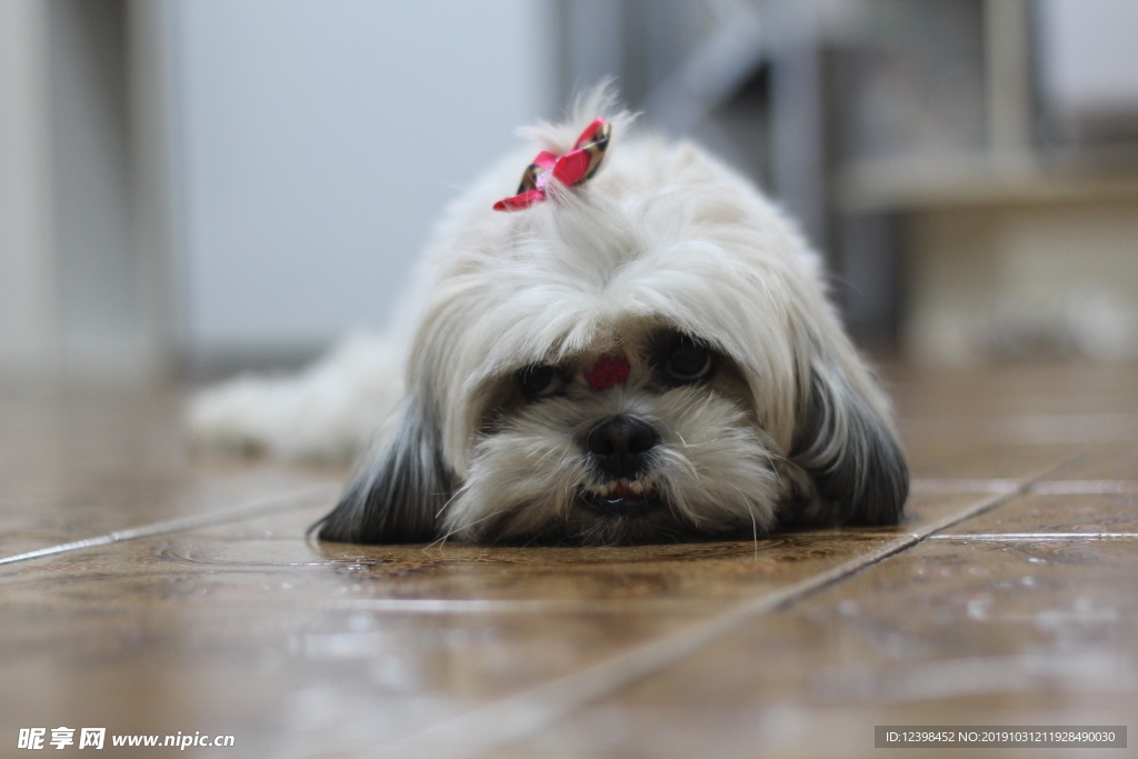 泰迪犬