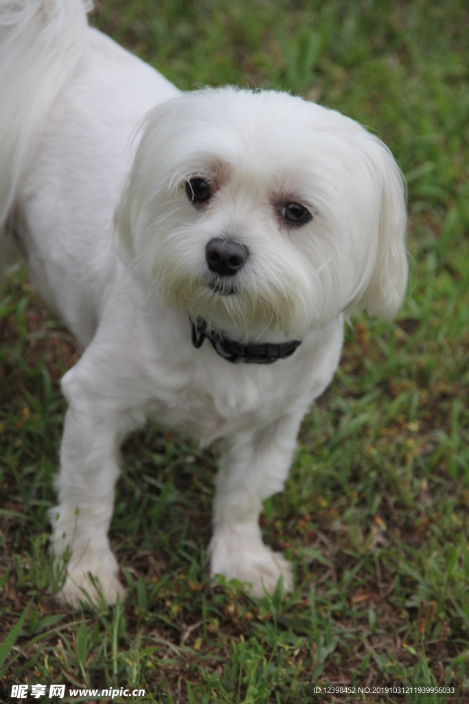 泰迪犬