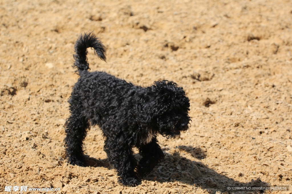 泰迪犬