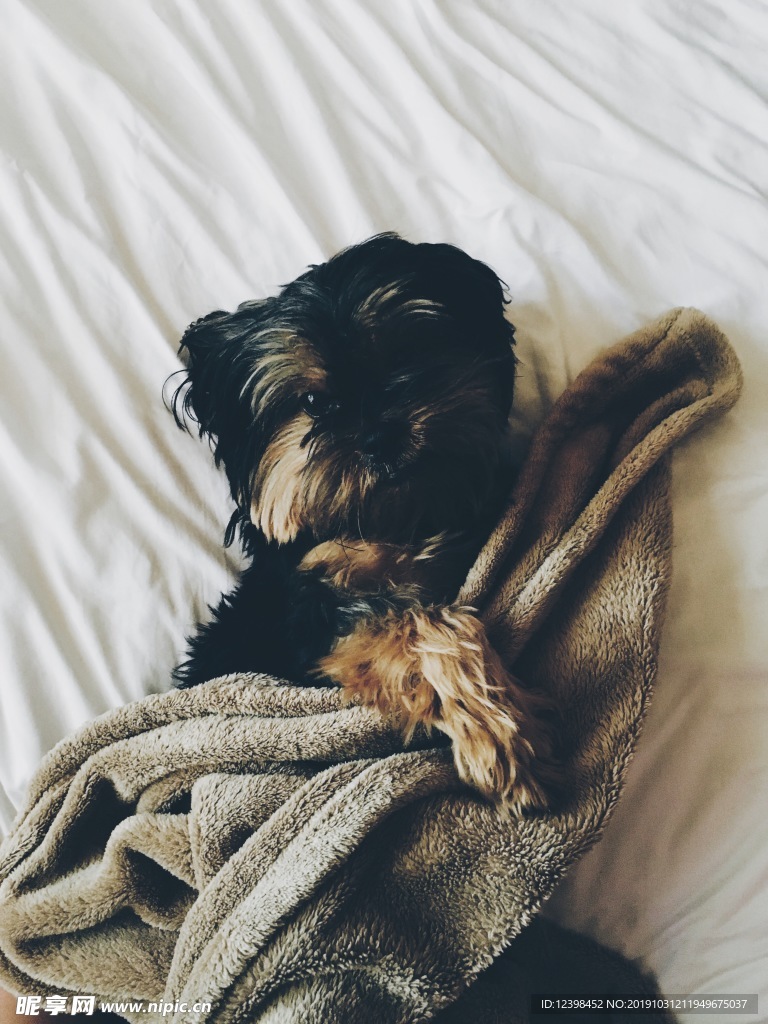 泰迪犬