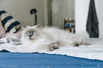 可爱的猫猫