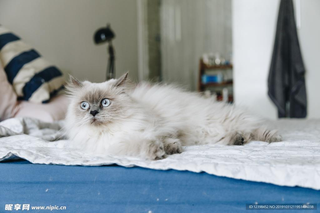 可爱的猫猫