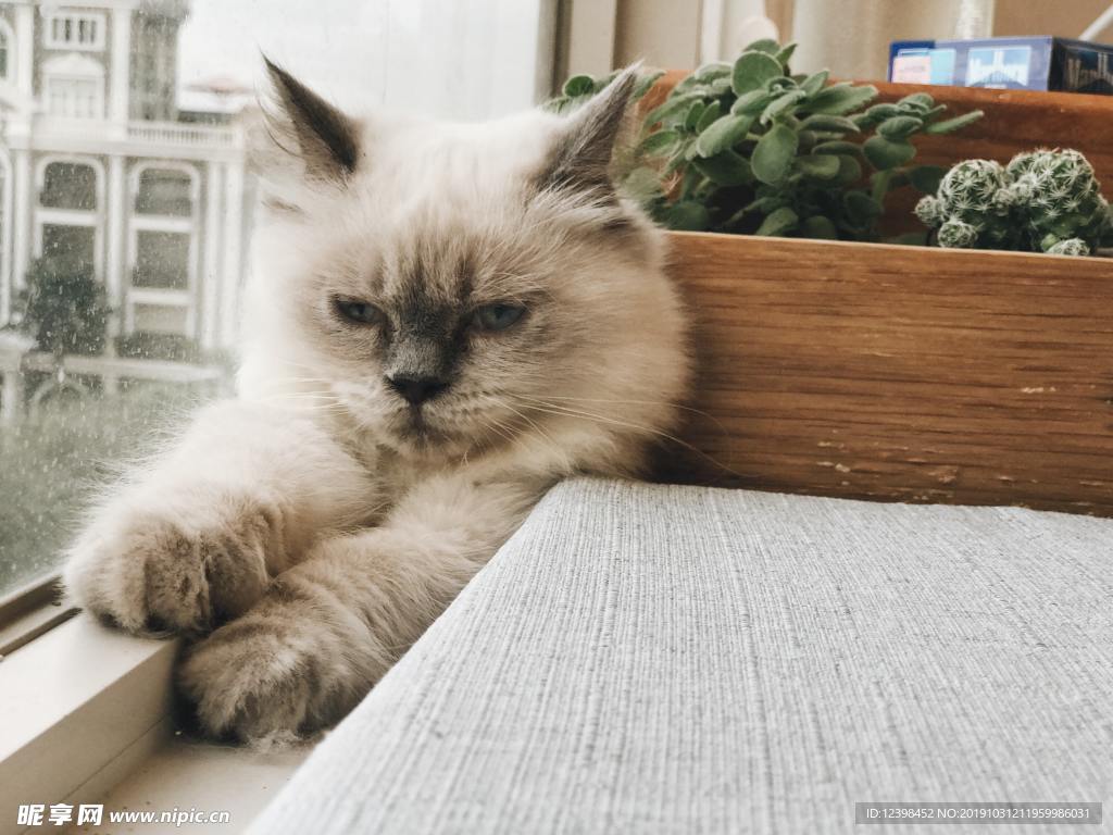可爱的猫猫