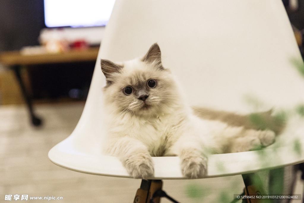 可爱的猫猫