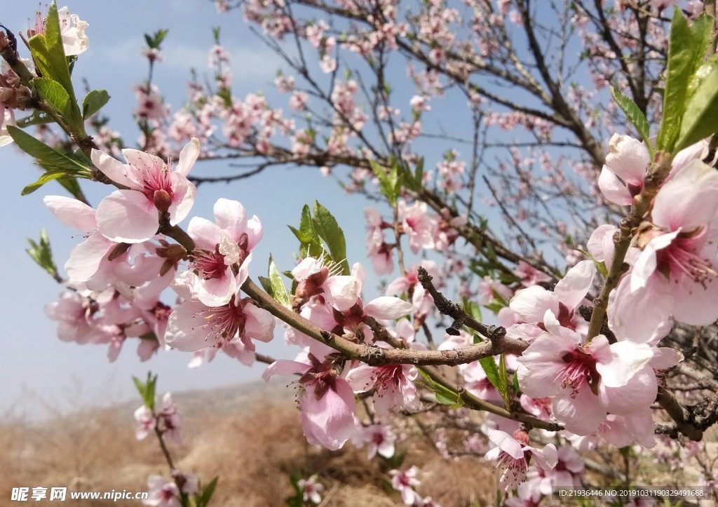 桃花