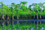 阳光 生态 植物  蓝天 山水