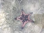 海星