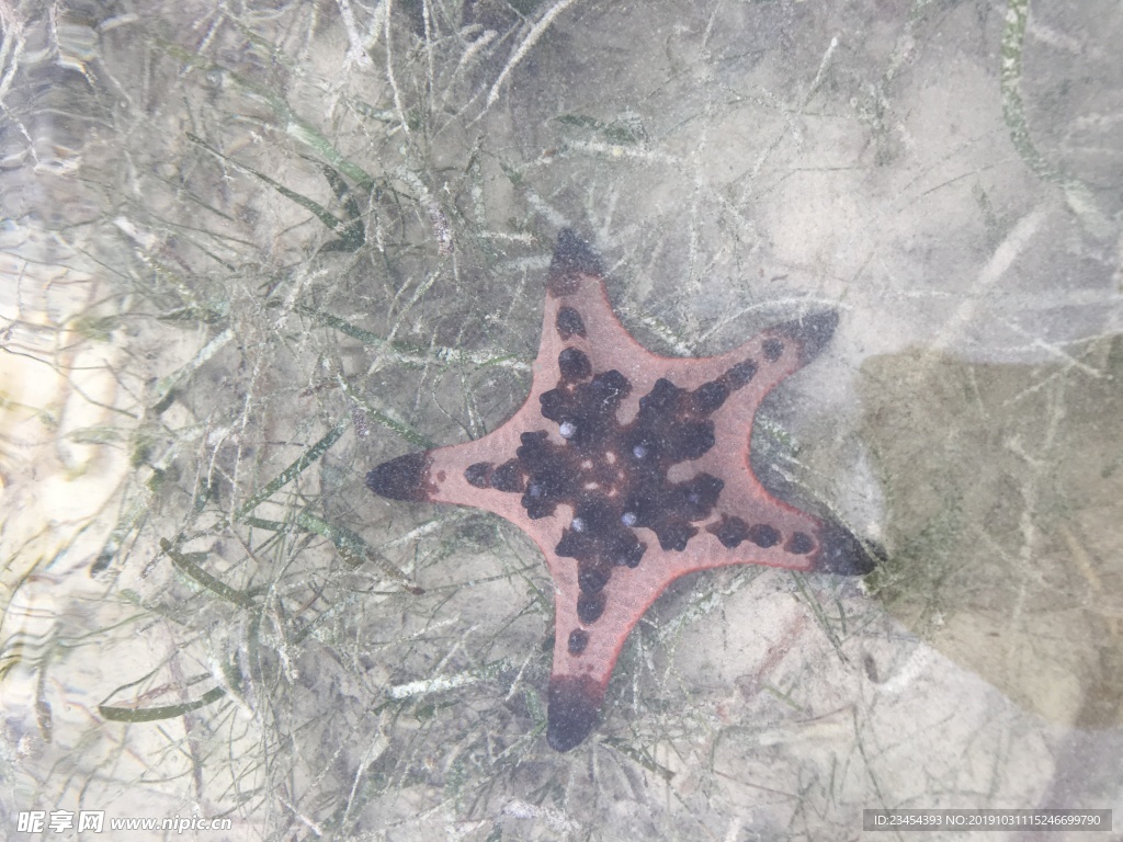 海星