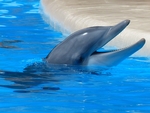 海豚