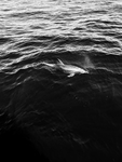 海豚