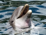 海豚