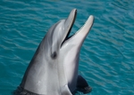 海豚
