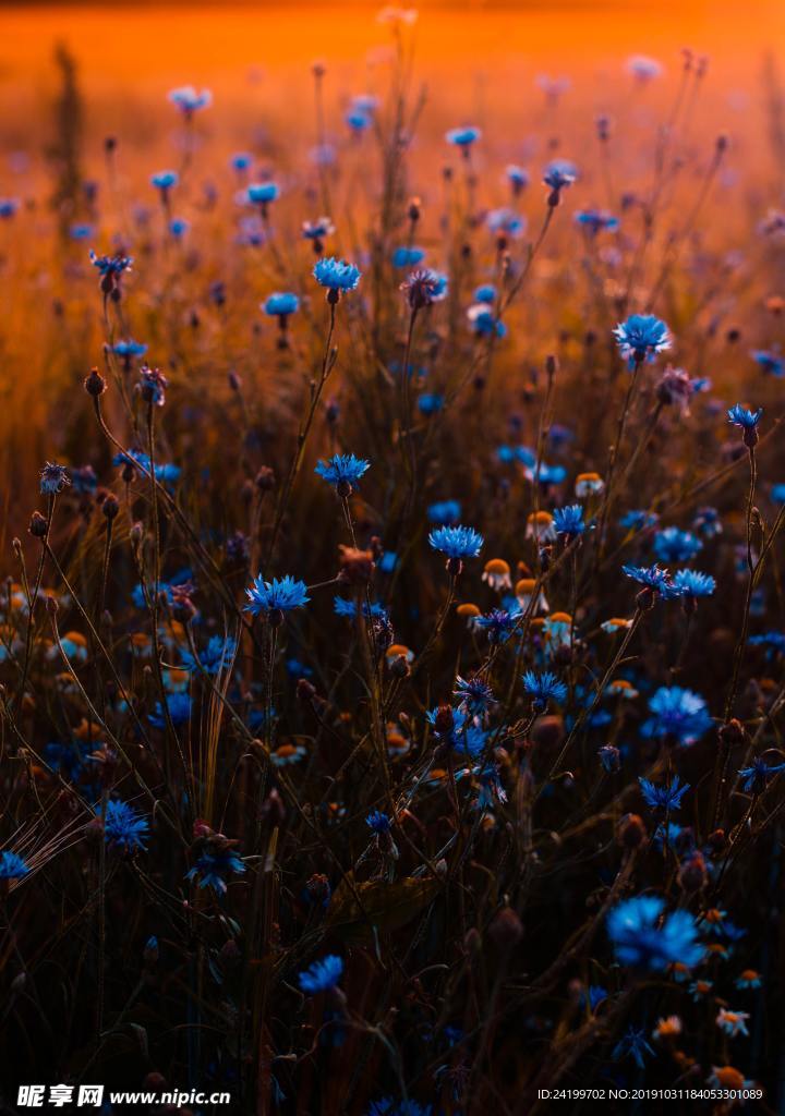 花