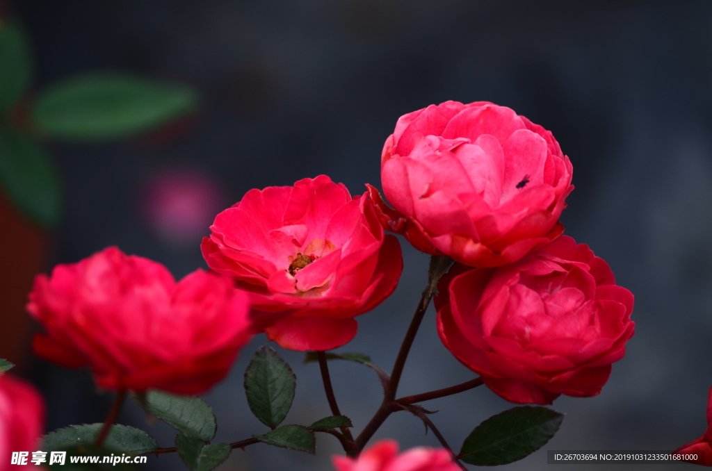 红色玫瑰花花卉