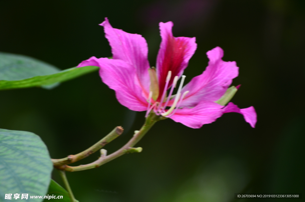 紫荆花花卉图片