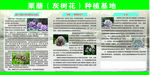 栗蘑种植基地