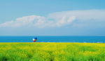 青海湖