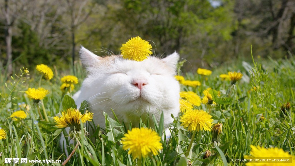 猫咪与花花