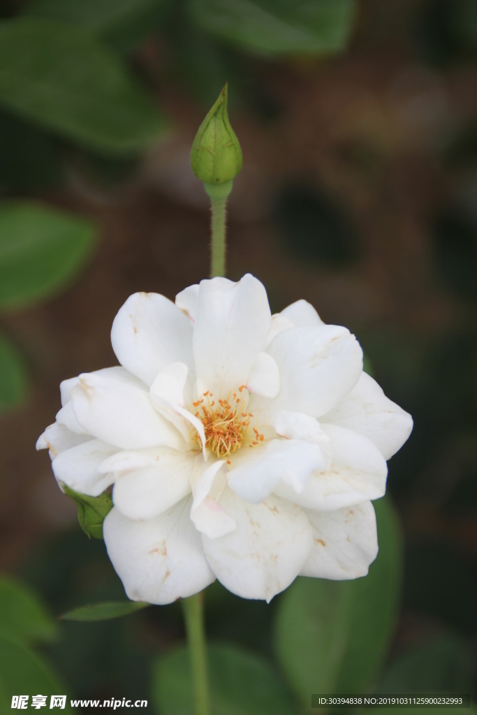 花