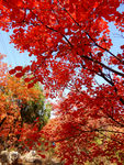 舞彩浅山