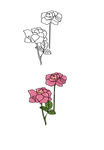 月季花