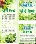 葡萄提子