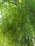 杉树