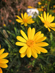 小花