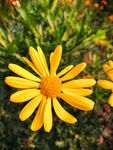 小花