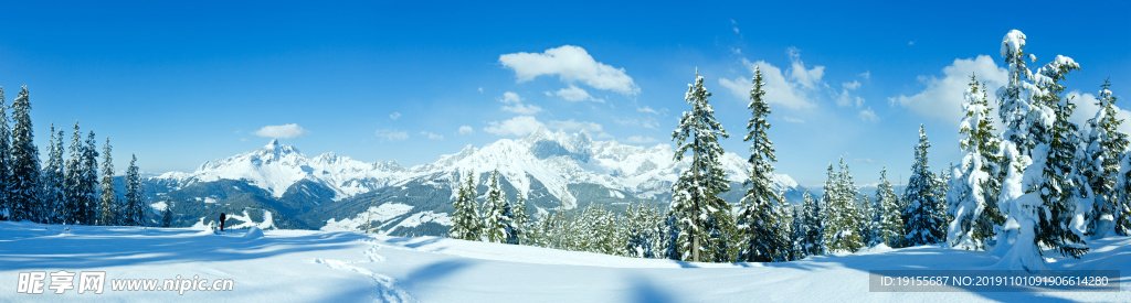 雪山植被