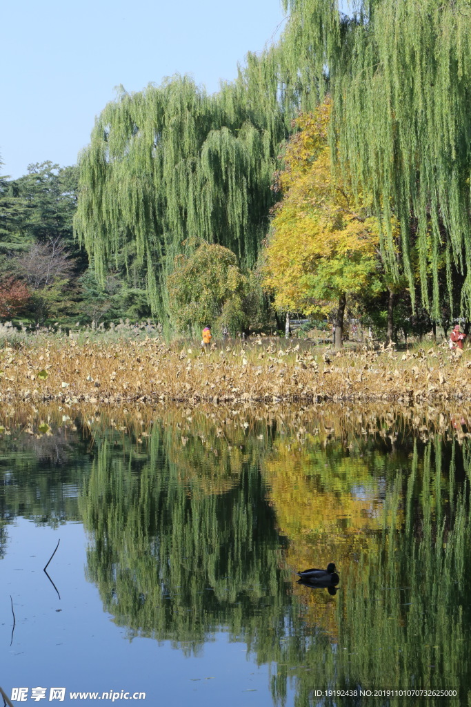 玉渊潭风景