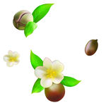 山茶花