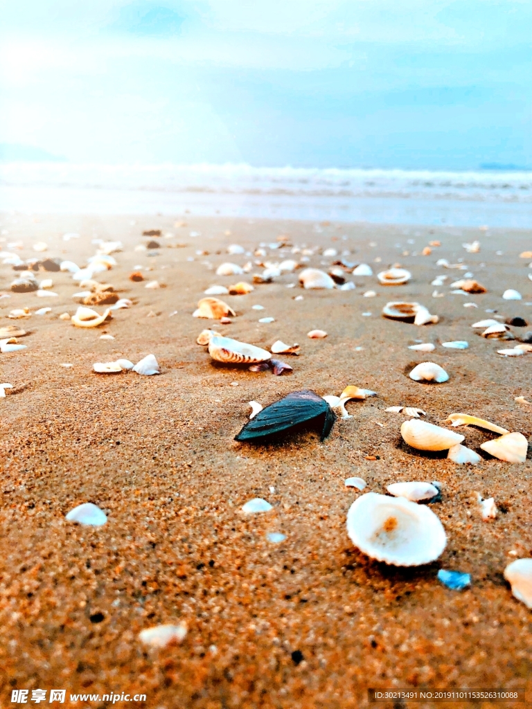 沙滩 大海 贝壳