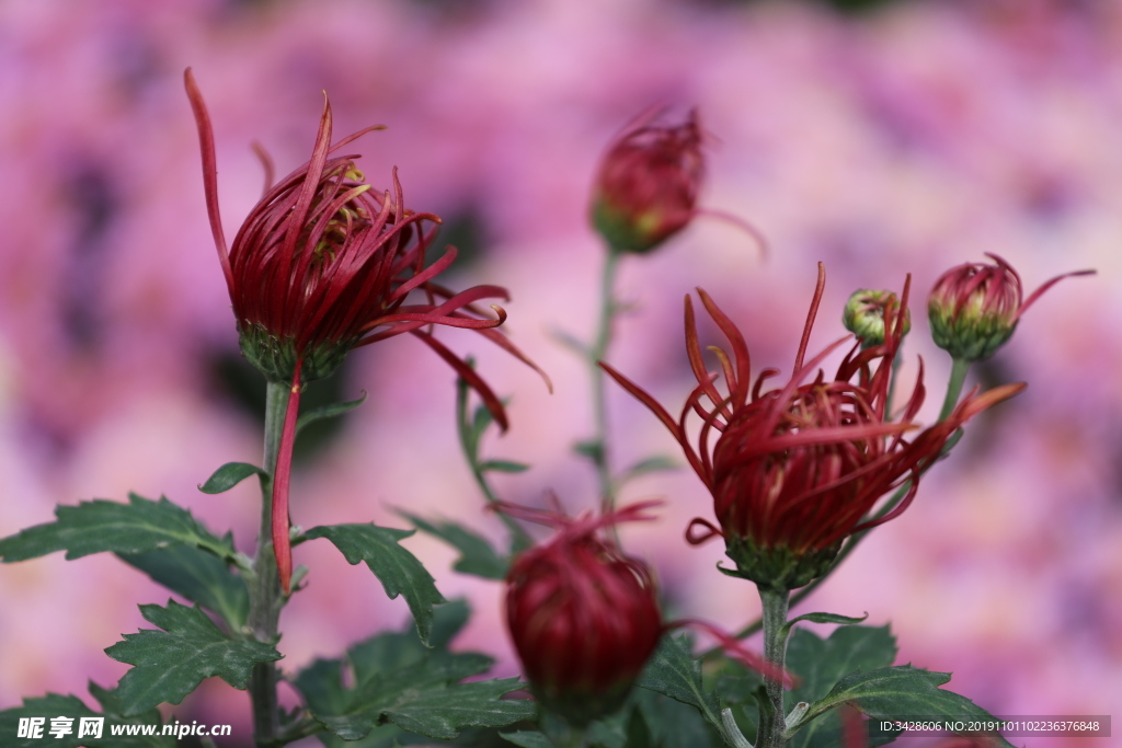 菊花