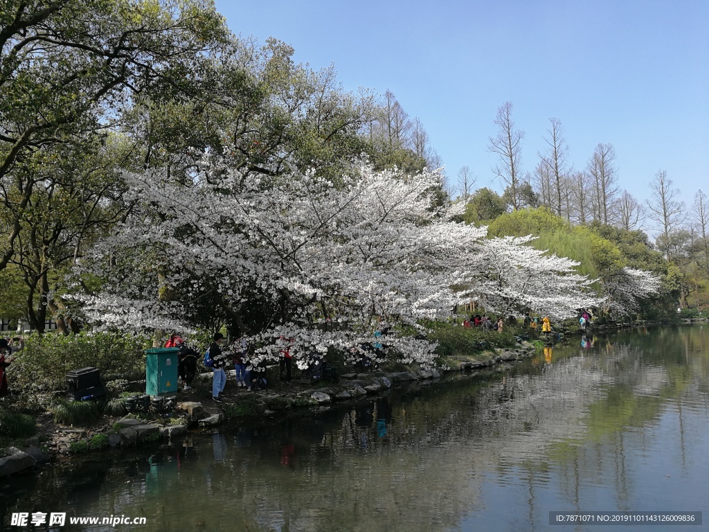 樱花