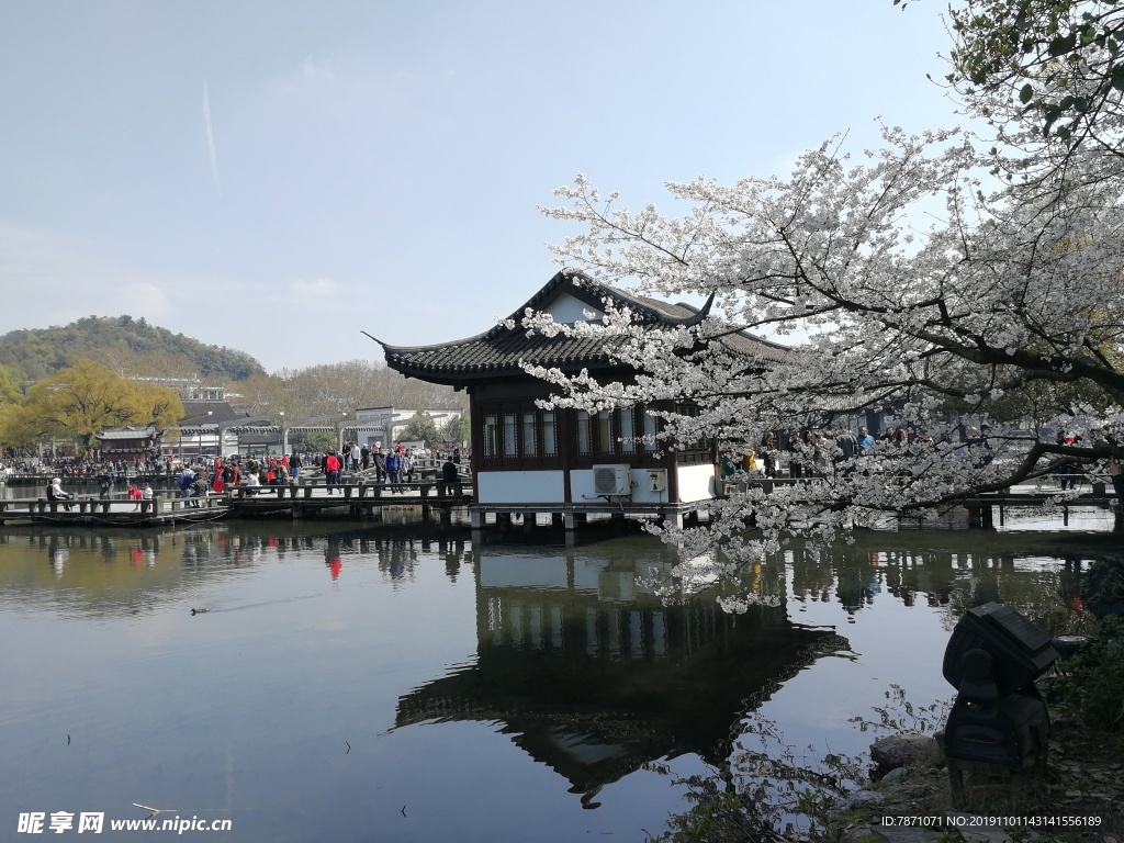 樱花 早樱 湖面 蓝天 白云