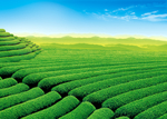 茶园
