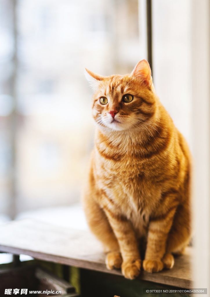 猫咪