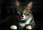 猫咪