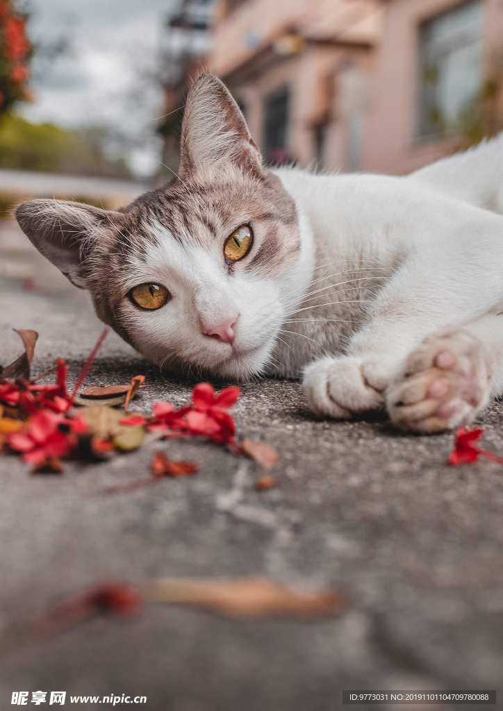 猫咪