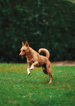 宠物犬