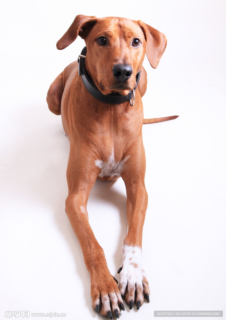 宠物犬
