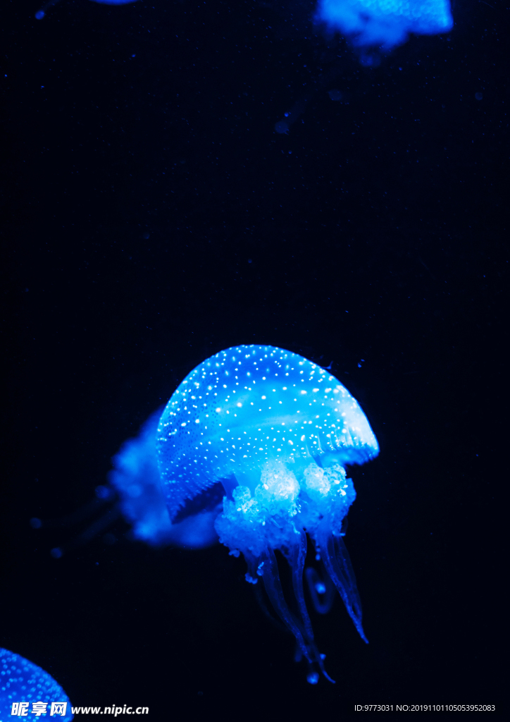水母
