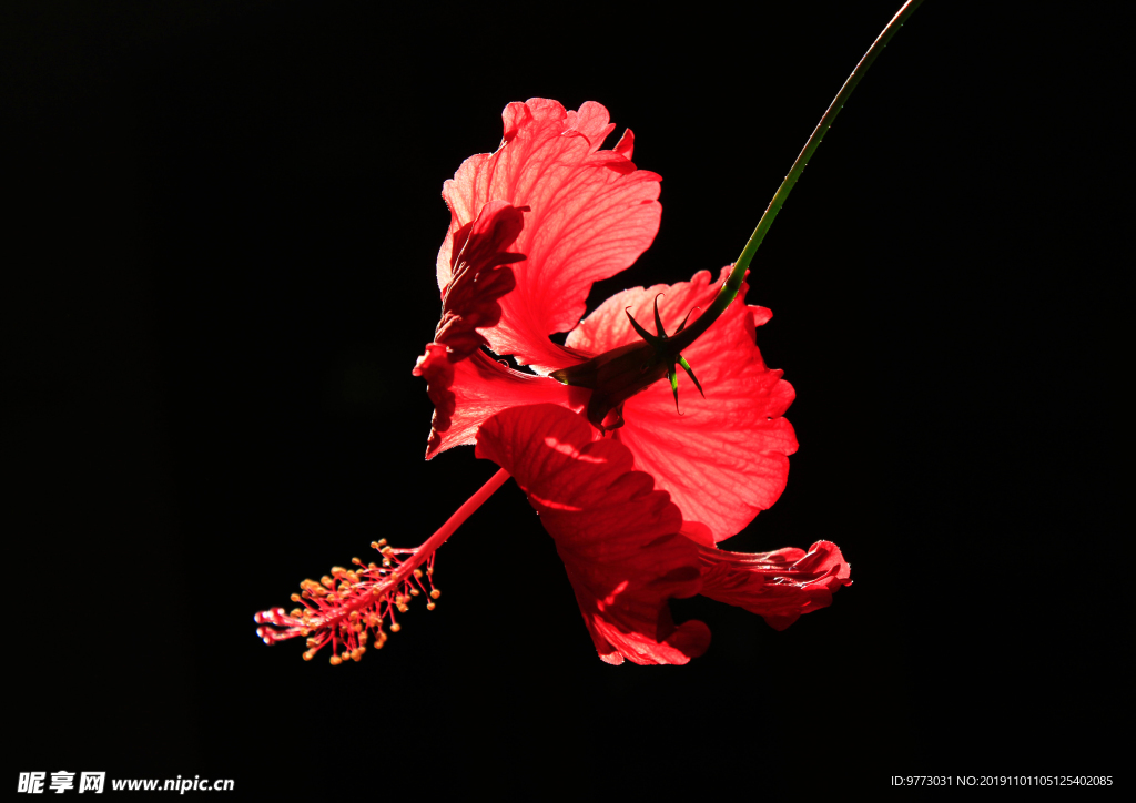 木槿花