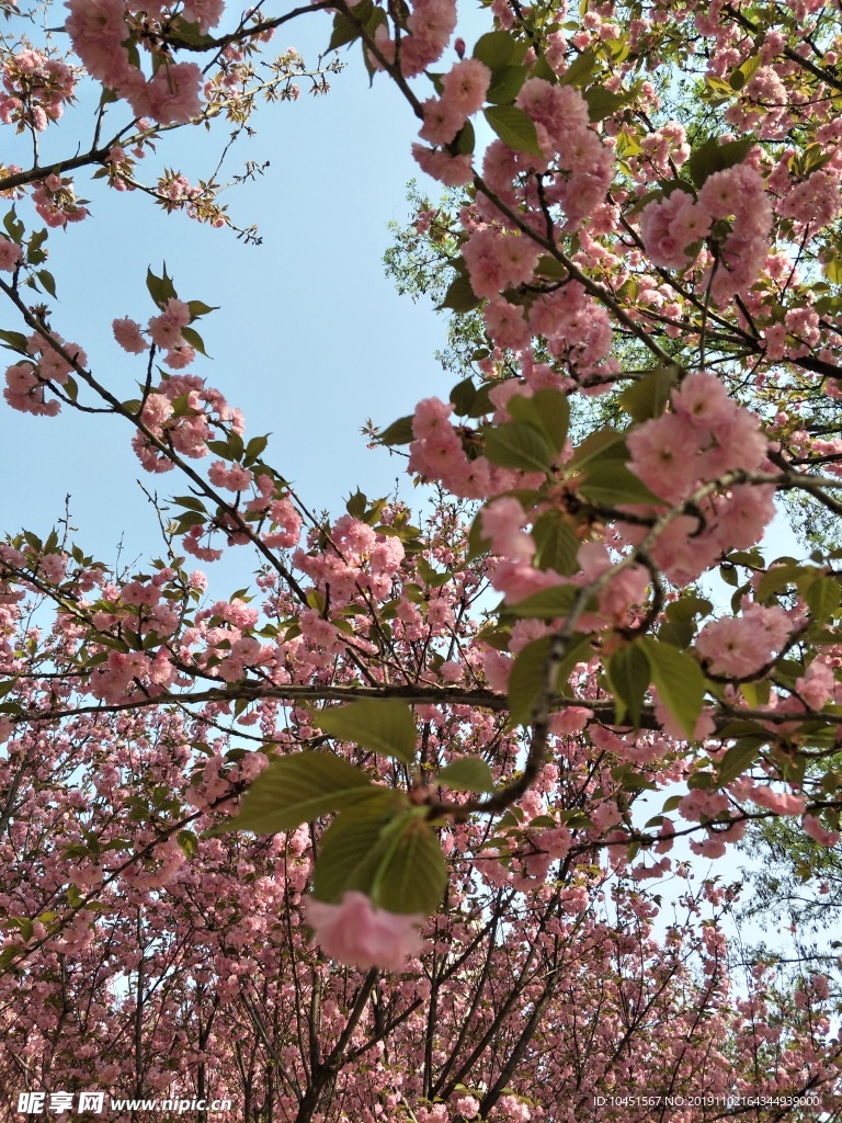 四月樱花