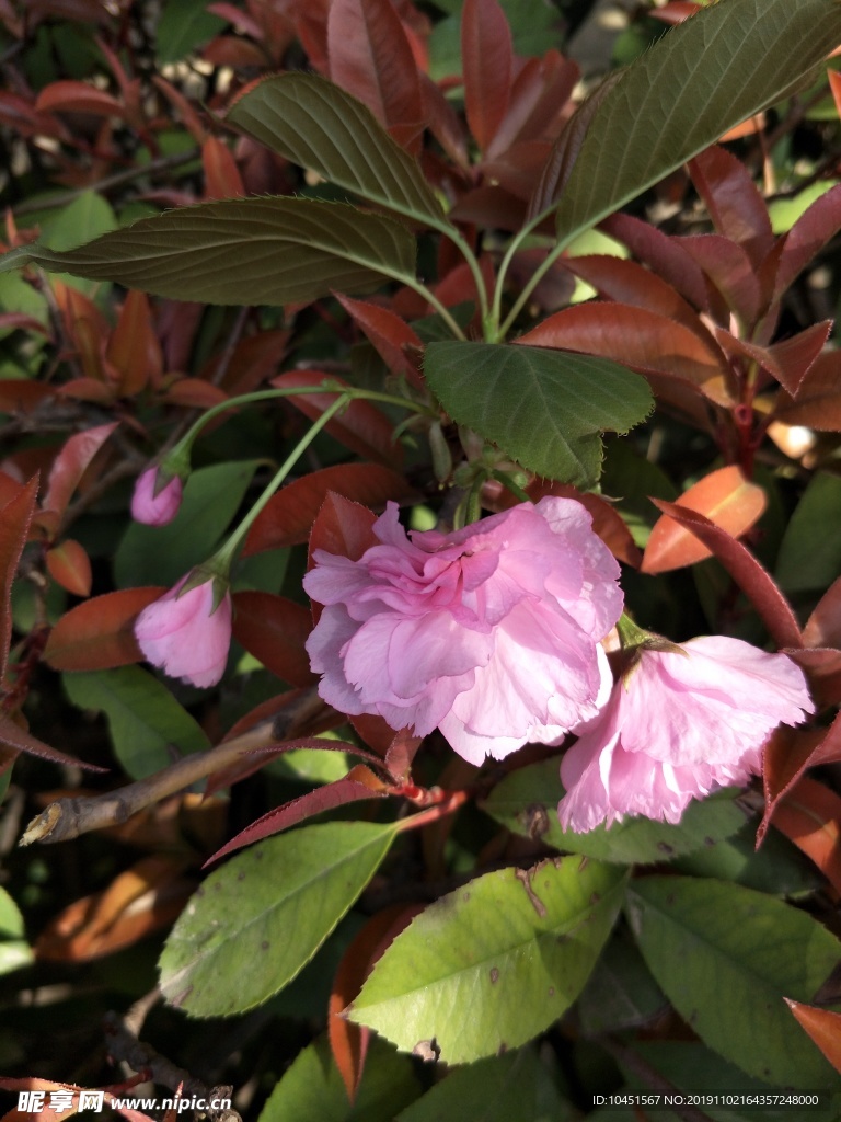 樱花