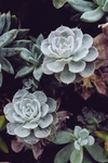 绿植肉肉