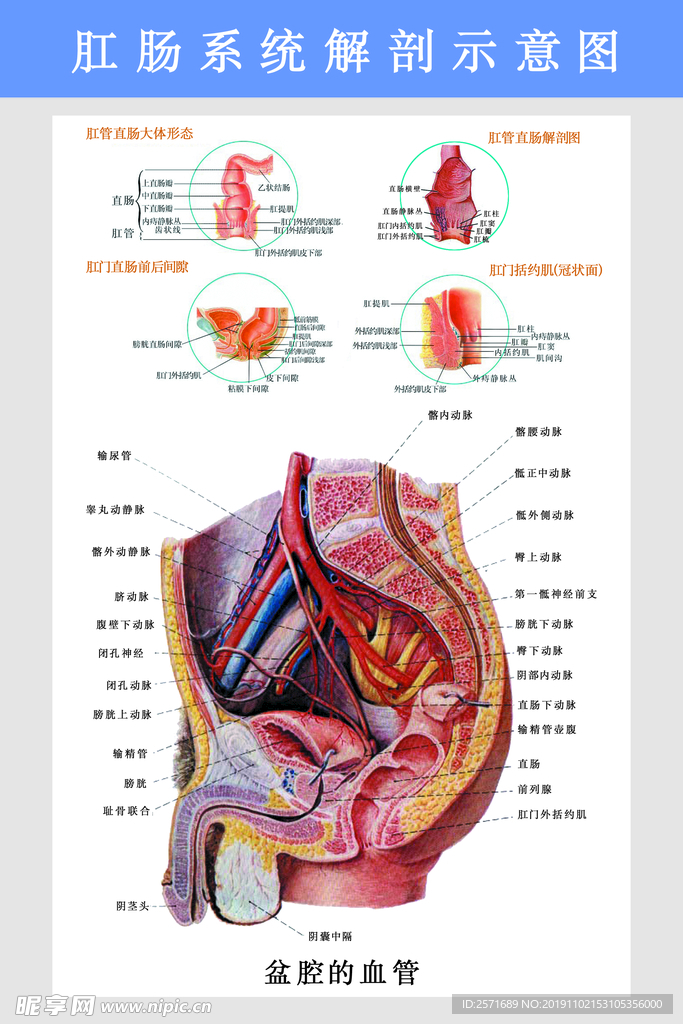 肛肠科挂图