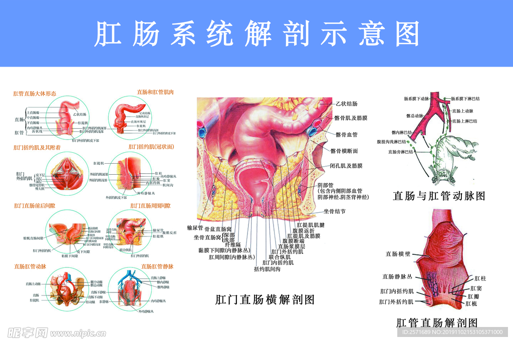 肛肠系统解剖图