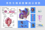男科挂图
